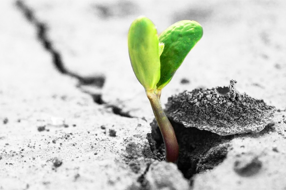 Rising Sprout On Dry Ground.