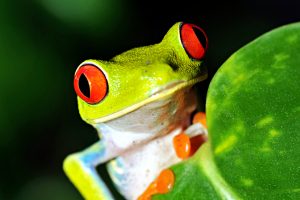 Red Eyed Green Tree Or Gaudy Leaf Frog Curiously Looking Over By Worldswildlifewonders Via Shutterstock