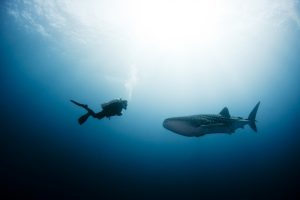 Scuba Diver Approaches A Whale Shark By Shane Gross Via Shutterstock
