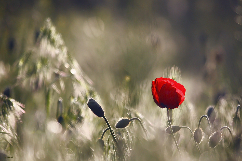 A Love Story By Seyed Mostafa Zamani Via Flickr Cc By 2.0