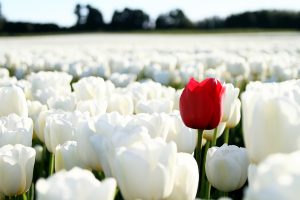 Red Tulip On White Background By Emesilva Via Istockphoto