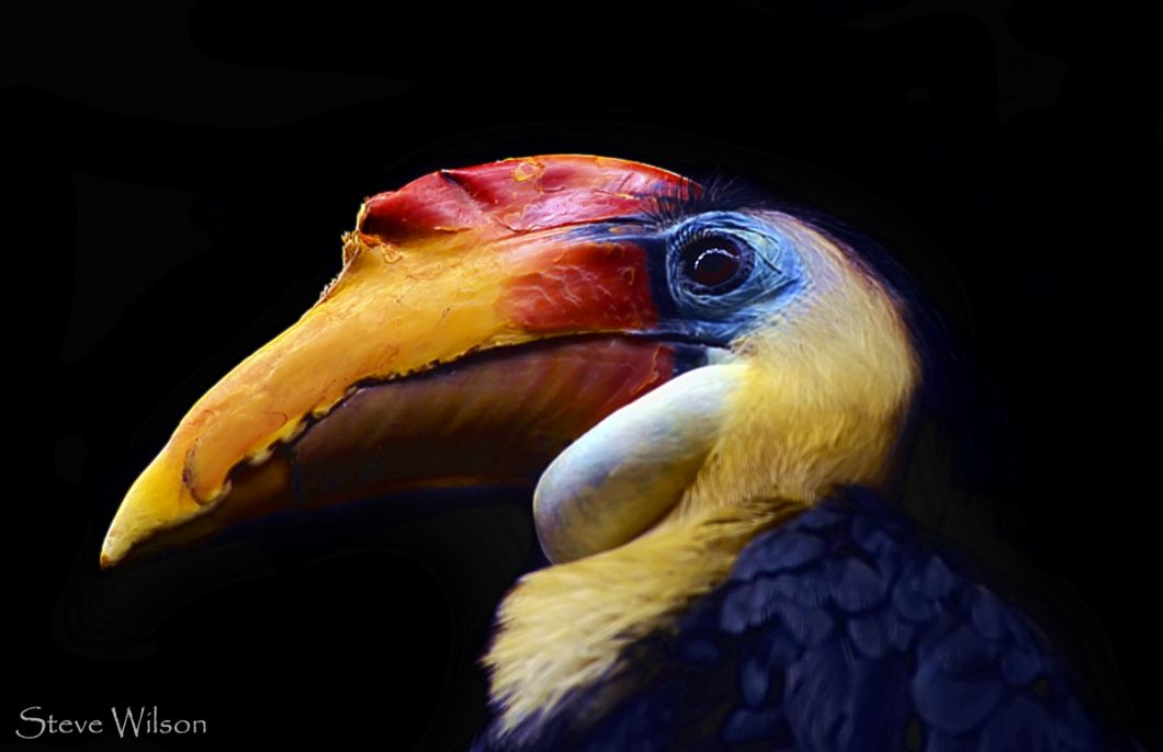 Colourful Hornbill By Steve Wilson Via Flickr Cc By 2.0