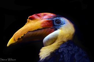 Colourful Hornbill By Steve Wilson Via Flickr Cc By 2.0