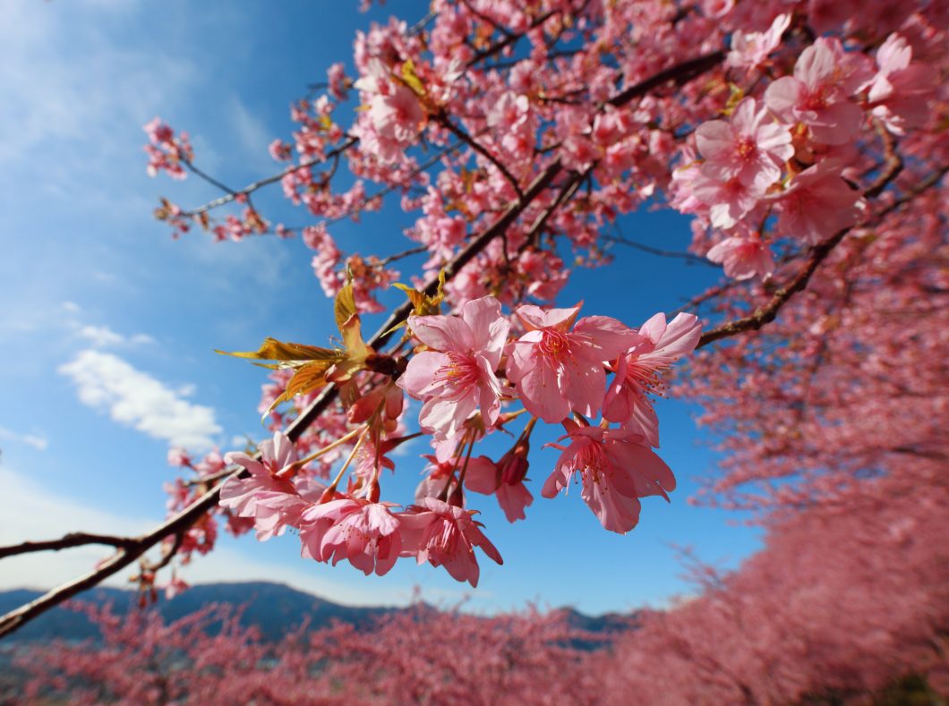 Cherry Blossoms By Tanaka Juuyoh Cc By 2.0