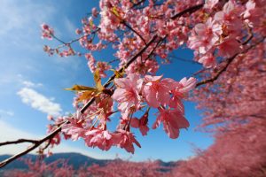 Cherry Blossoms By Tanaka Juuyoh Cc By 2.0
