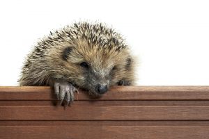 Frontal Portrait Of A Hedgehog While Climbing Over A Wooden Panel By Prill Via Shutterstock
