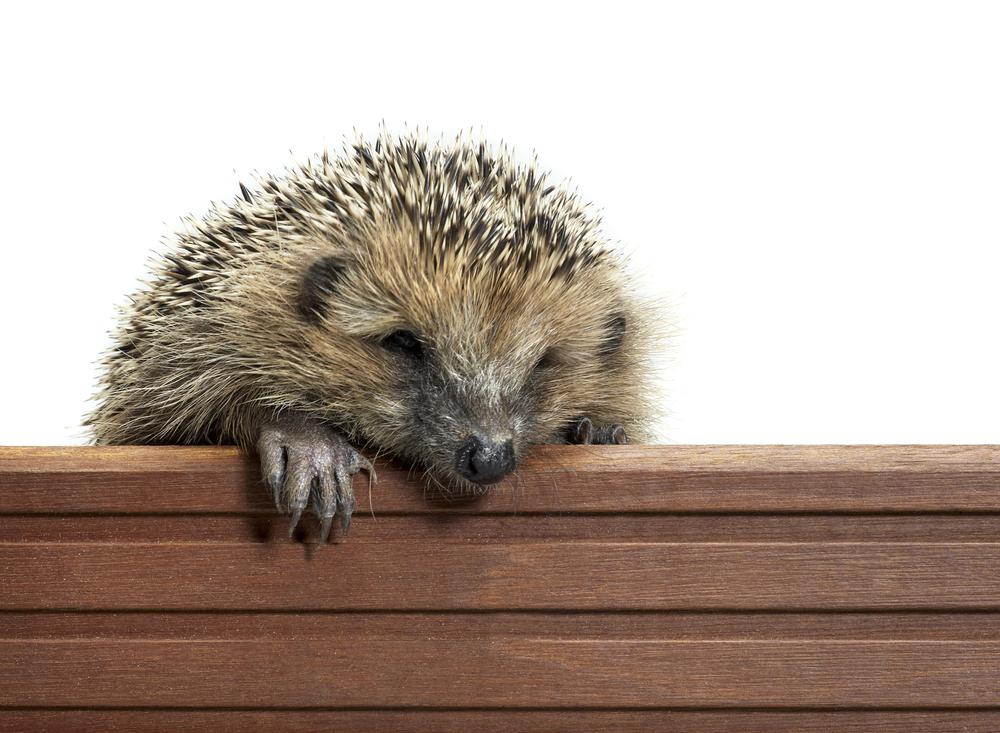 Frontal Portrait Of A Hedgehog While Climbing Over A Wooden Panel By Prill Via Shutterstock