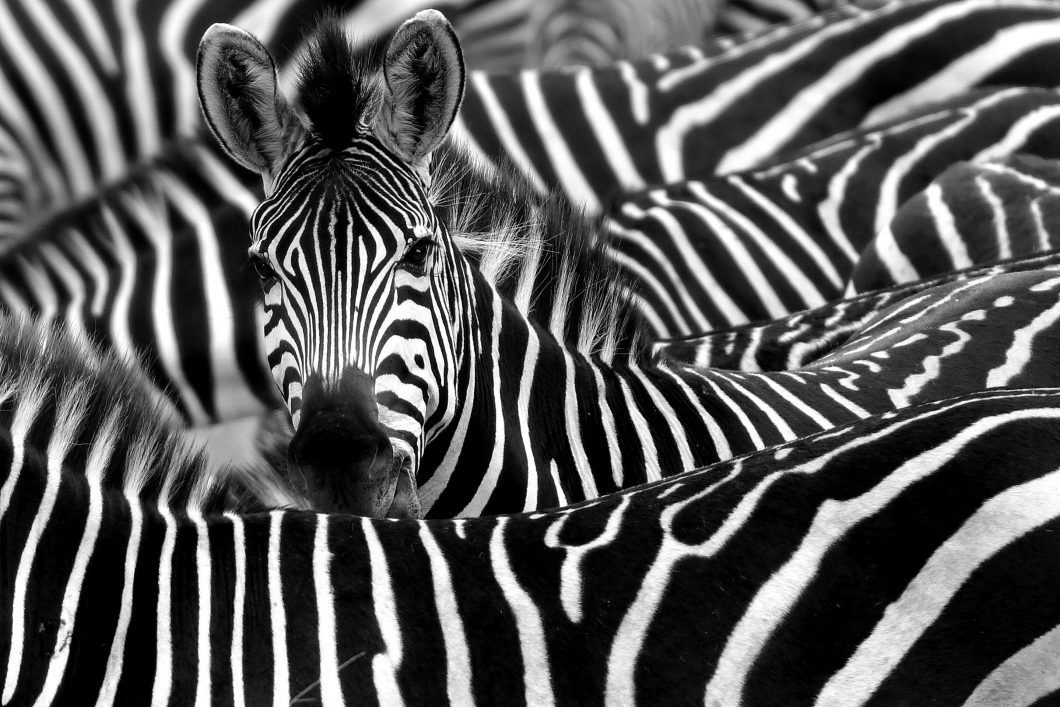 Close Up From A Zebra Surrounded With Black And White Stripes In His Herd By Chantal De Ruijne Via Shutterstock