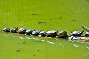 Turtles Teamwork By Slalomgigante Via Istock