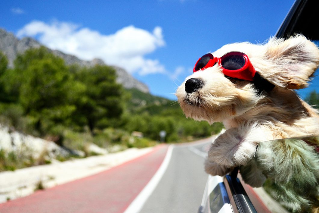 Holiday Dog By Bildagentur Zoonar Via Shutterstock