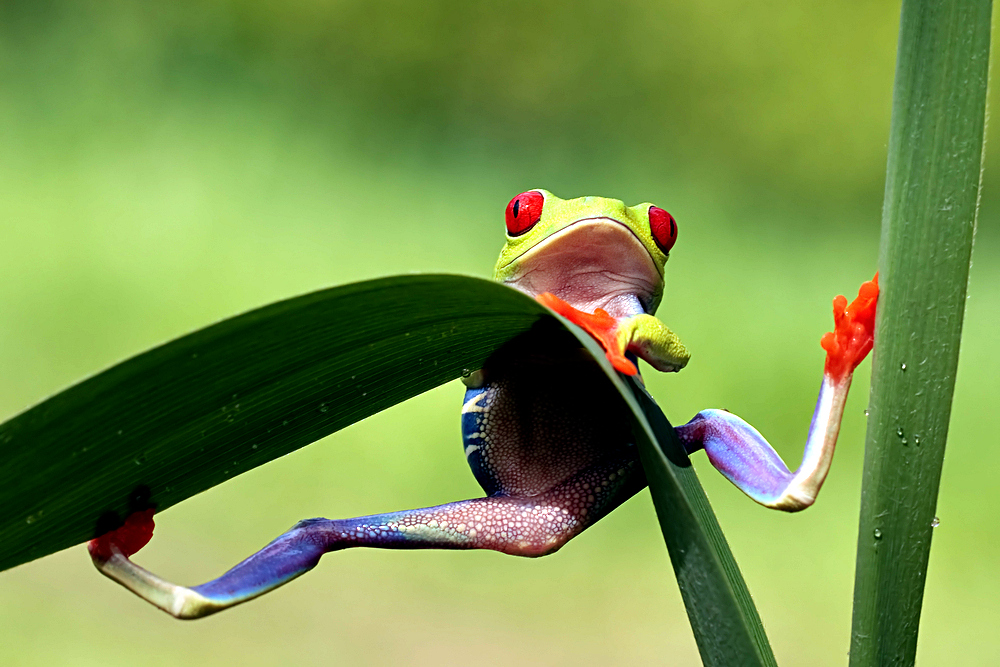 Red Eyed Tree Frog Looking Very Surprised By Roger Meerts Via Shutterstock