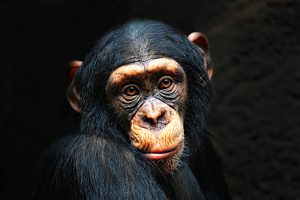 Chimpanzee Portrait By Bildagentur Zoonar Gmbh Via Shutterstock