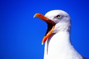 Seagull 249638 Y Cocoparisienne Via Pixabay Cc0 1.0