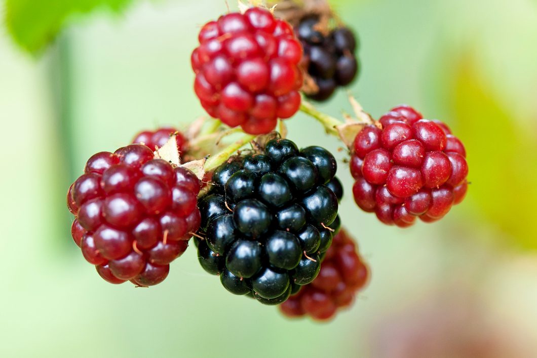 Blackberries by Andre Rau