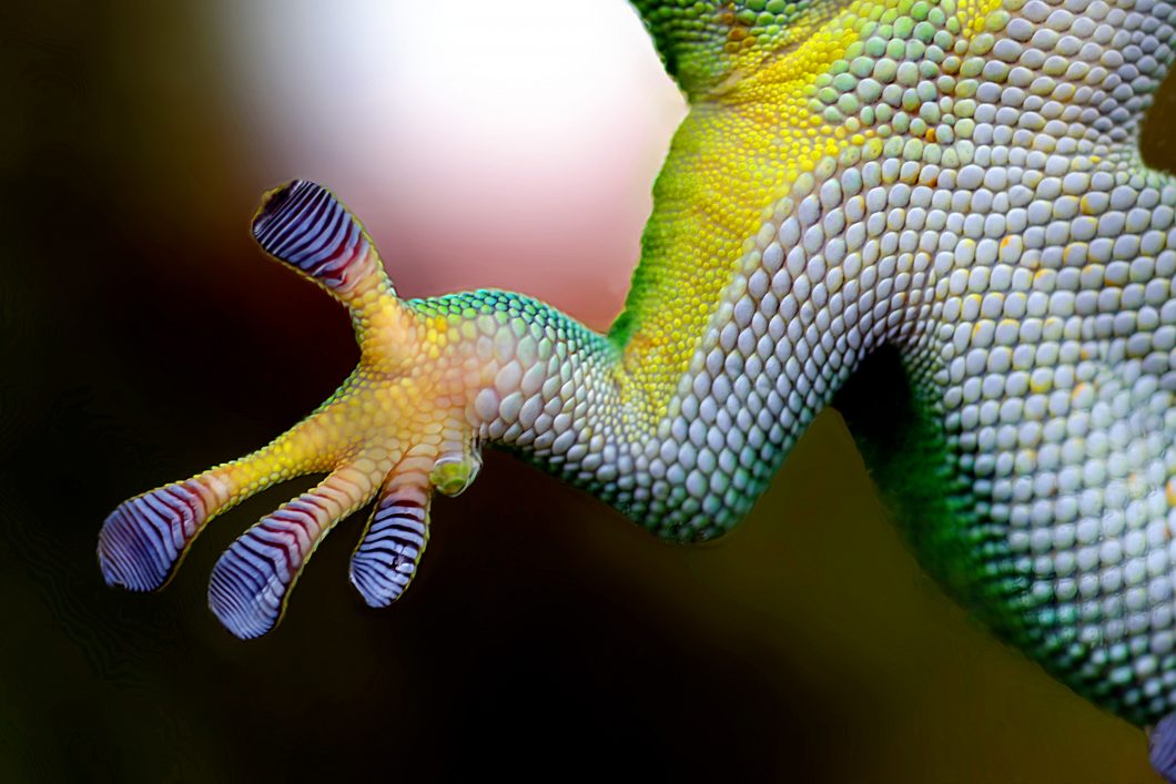 Green Gecko Paw Via Skitterphoto Cc0 1.0