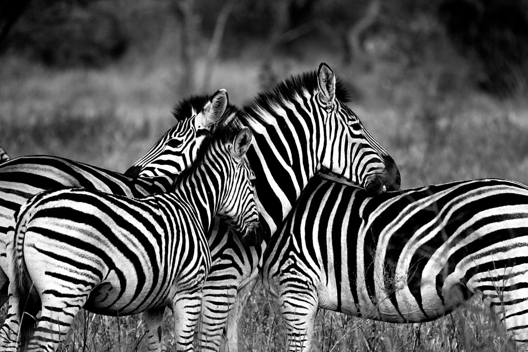 Zebra 1141302 By Ajay Lalu Via Pixabay Cc0 1.0