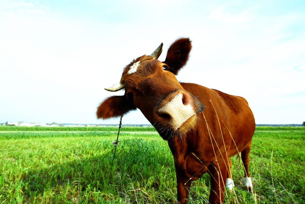 It's A Funky Cow Child By Agoxa Via Shutterstock