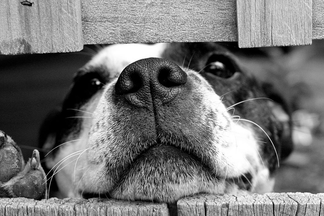Dog 715545 By Wow Pho Via Pixabay Cc0 1.0