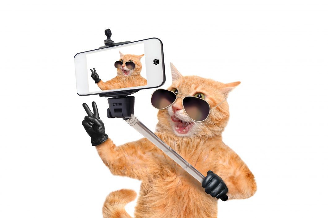 Cat Taking A Selfie With A Smartphone By Rasulovs Via Istock