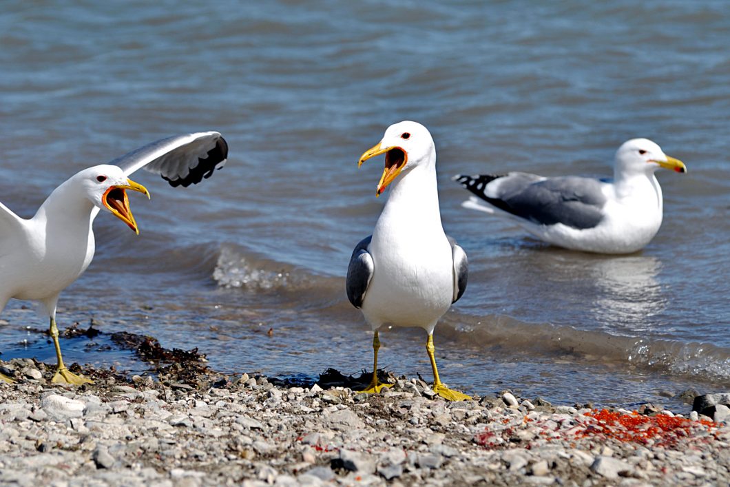 Some Seagulls Arguing Over Their Dinner Of Fish Eggs.