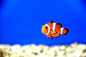 Image Of Clown Fish In Aquarium Water