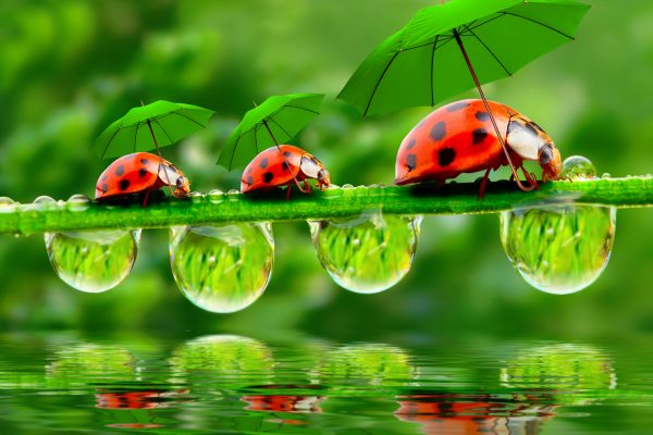 Little Ladybugs With Umbrella.