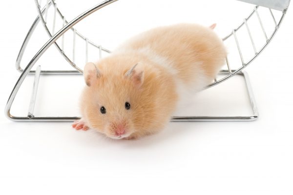 Teddy Bear Hamster With White Background