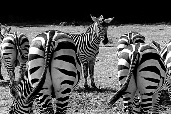 Zebras 1081445