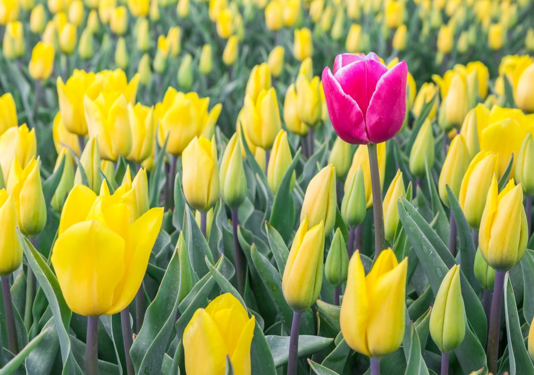 Single Pink Tulip Among Yellow Tulips