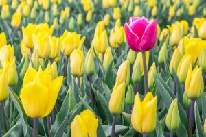 Single Pink Tulip Among Yellow Tulips