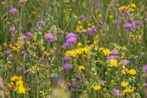 Wild Flower Meadow 3386014x