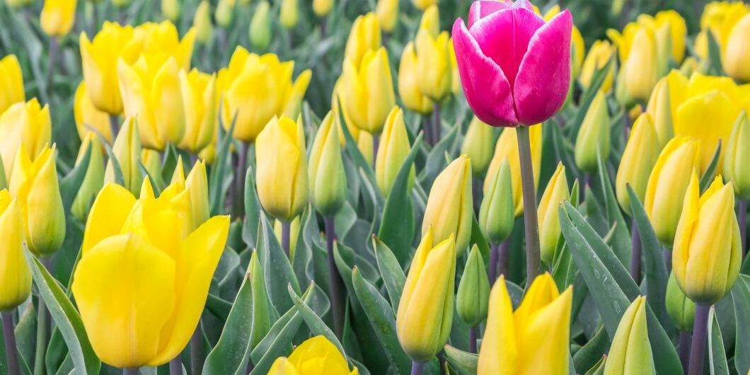 Single Pink Tulip Among Yellow Tulips