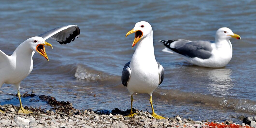 Some Seagulls Arguing Over Their Dinner Of Fish Eggs.