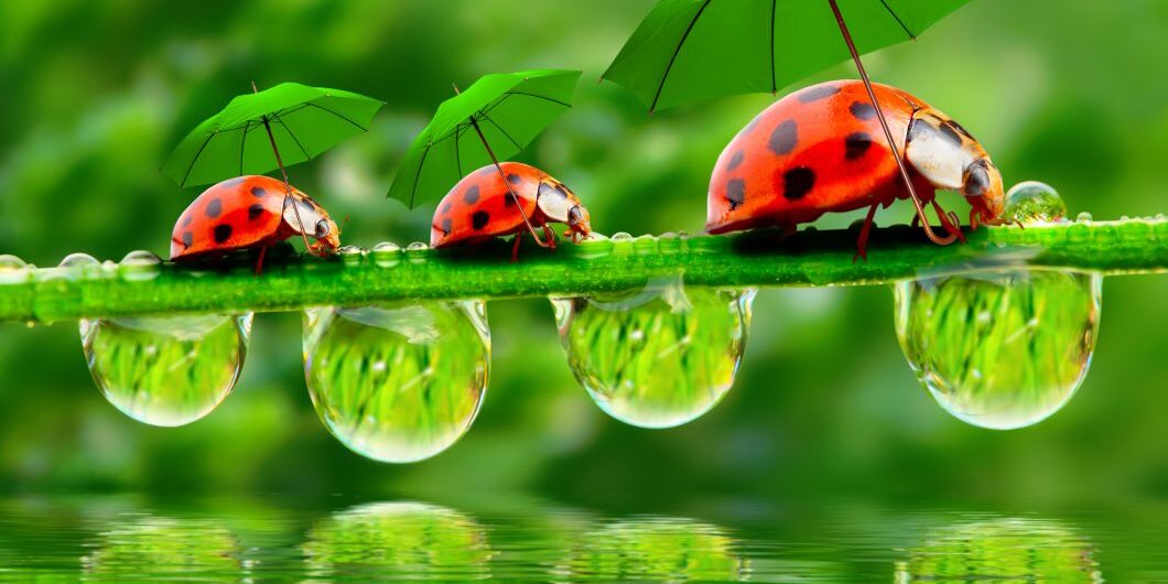 Little Ladybugs With Umbrella.