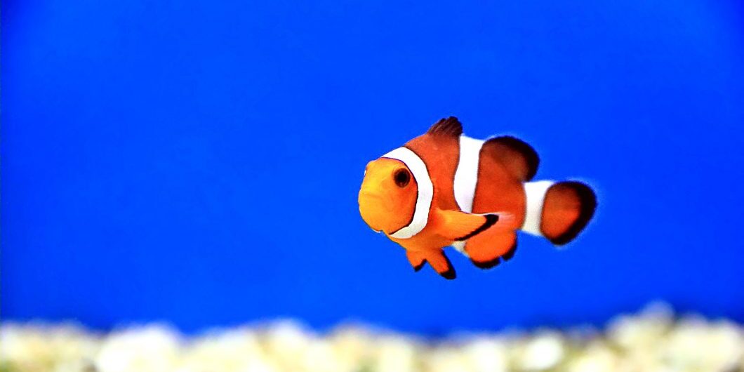 Image Of Clown Fish In Aquarium Water