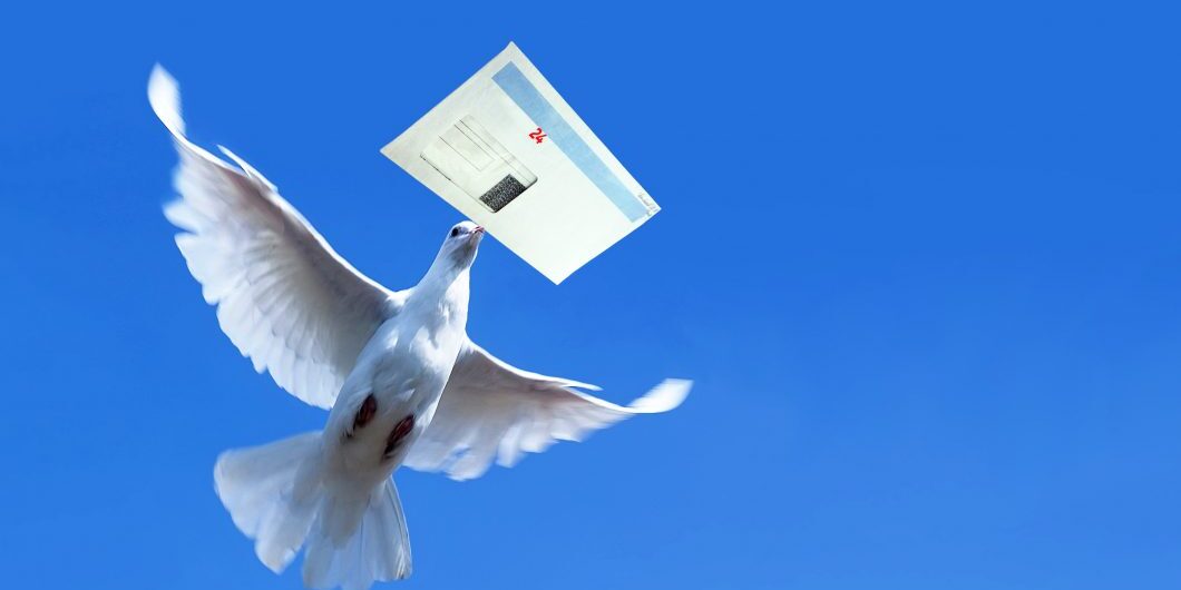 White Homing Pigeon With Letter