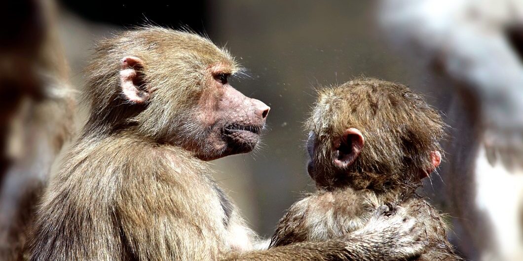 Close Friends Monkeys