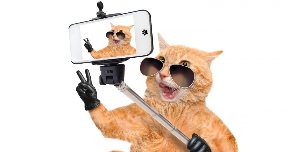 Cat Taking A Selfie With A Smartphone By Rasulovs Via Istock