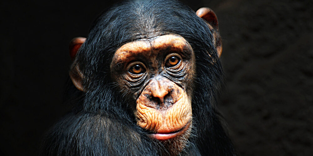 Chimpanzee Portrait By Bildagentur Zoonar Gmbh Via Shutterstock
