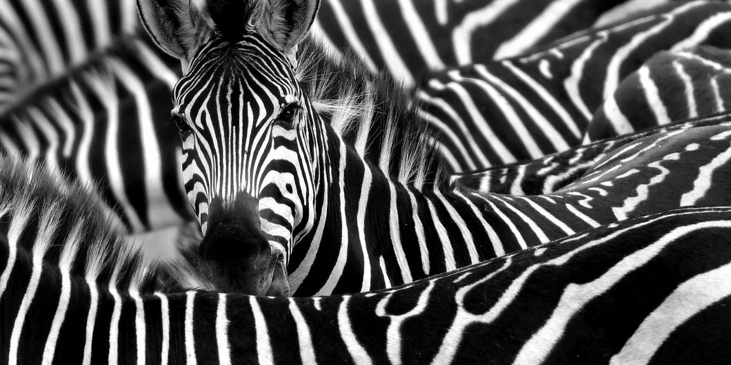 Close up from a zebra surrounded with black and white stripes in his herd by chantal de ruijne via shutterstock