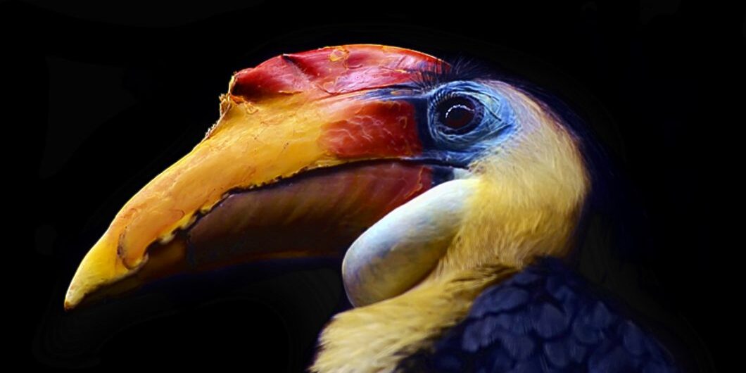 Colourful Hornbill By Steve Wilson Via Flickr Cc By 2.0