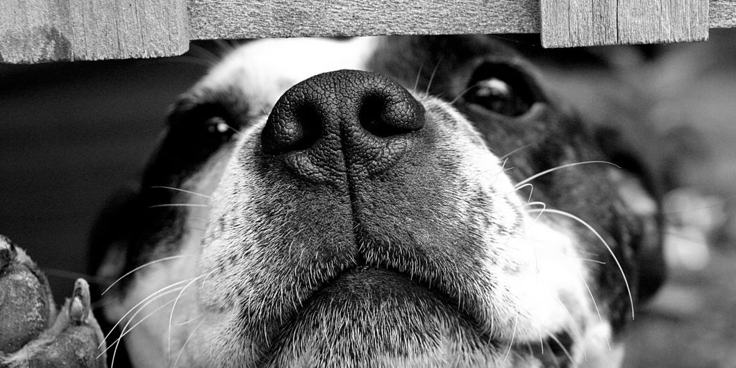 Dog 715545 By Wow Pho Via Pixabay Cc0 1.0