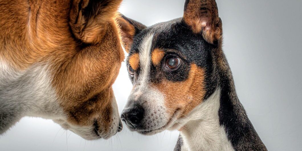 Dogs 602890 by 705847 via pixabay cc0 1.0