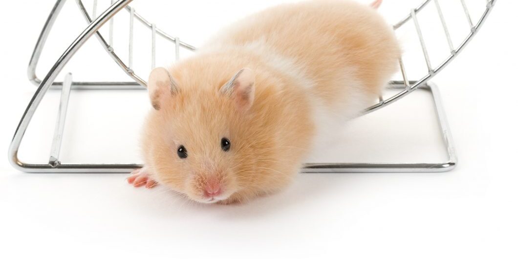 Teddy Bear Hamster With White Background