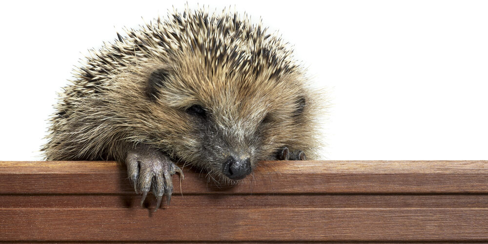 Frontal Portrait Of A Hedgehog While Climbing Over A Wooden Panel By Prill Via Shutterstock