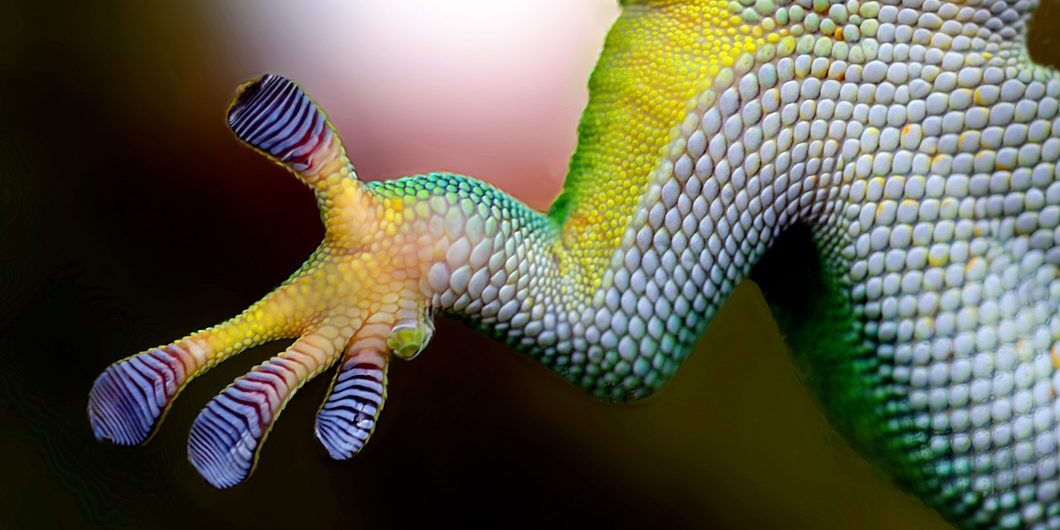 Green Gecko Paw Via Skitterphoto Cc0 1.0