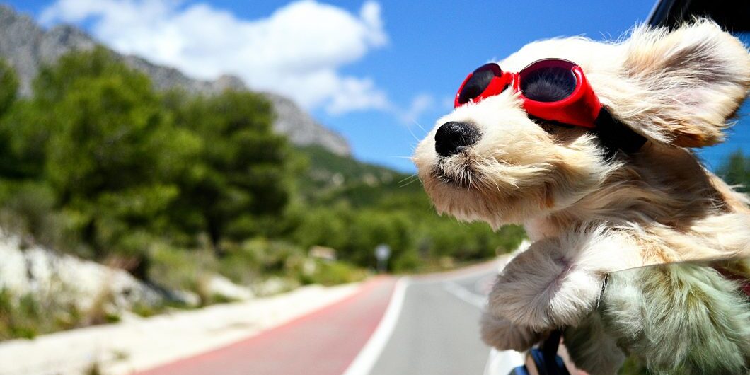 Holiday Dog By Bildagentur Zoonar Via Shutterstock