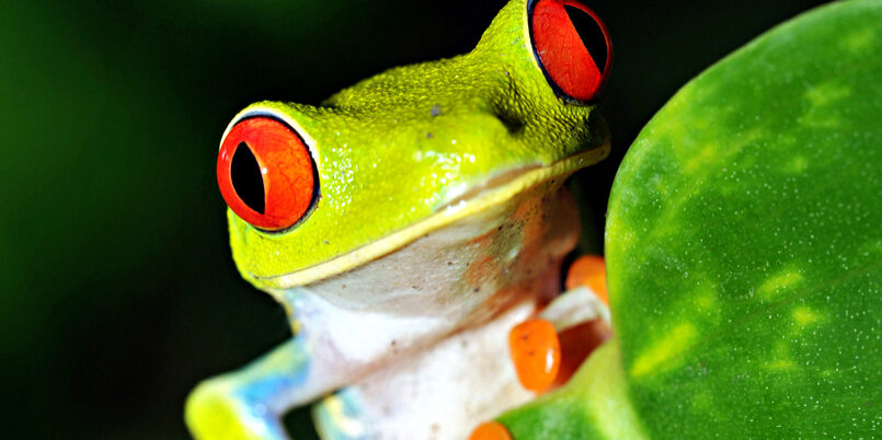 Red Eyed Green Tree Or Gaudy Leaf Frog Curiously Looking Over By Worldswildlifewonders Via Shutterstock