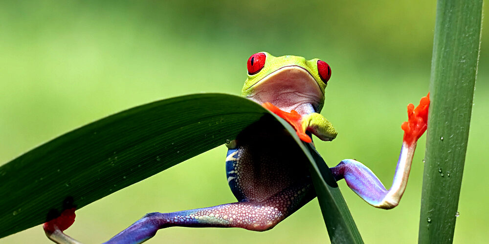 Red Eyed Tree Frog Looking Very Surprised By Roger Meerts Via Shutterstock