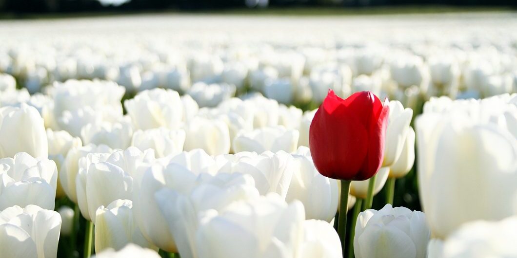 Red Tulip On White Background By Emesilva Via Istockphoto